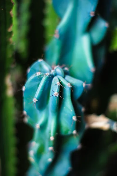 Cactus — Stock Photo, Image