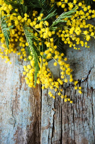 Spring time, yellow mimosa flowers — Stock Photo, Image