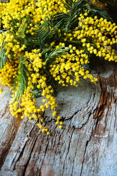 春の時間、黄色のミモザの花 — ストック写真