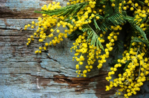 Весна, желтые цветы мимозы — стоковое фото