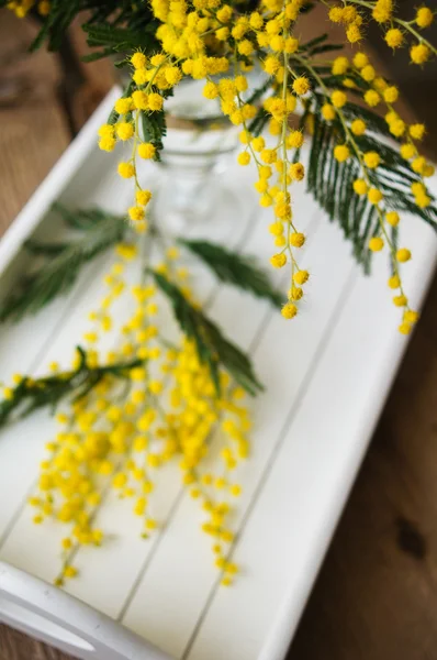 Tempo de primavera, flores mimosa amarelas — Fotografia de Stock