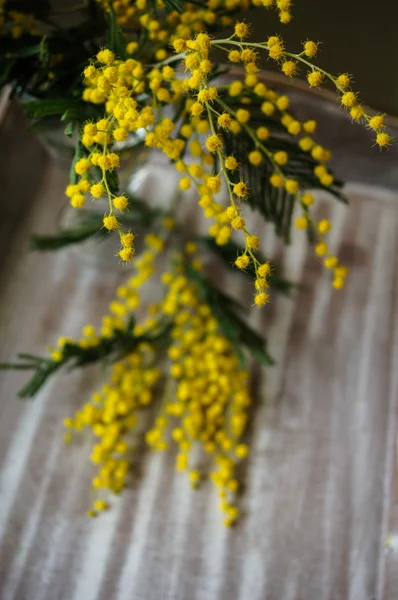 Primavera, flores de mimosa amarillas — Foto de Stock