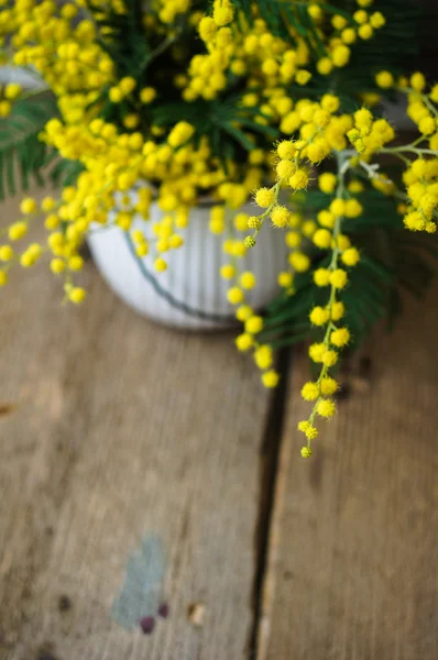Tempo de primavera, flores mimosa amarelas — Fotografia de Stock