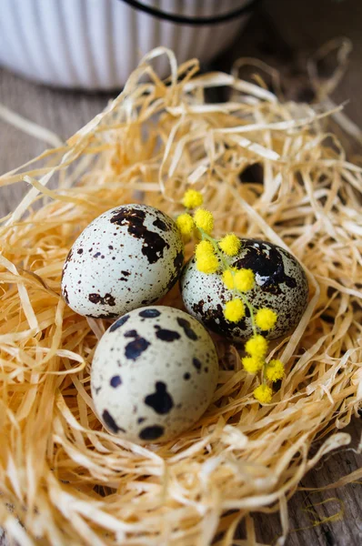 Frühling, gelbe Mimosenblüten — Stockfoto