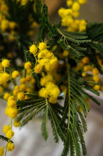 Tempo de primavera, flores mimosa amarelas — Fotografia de Stock