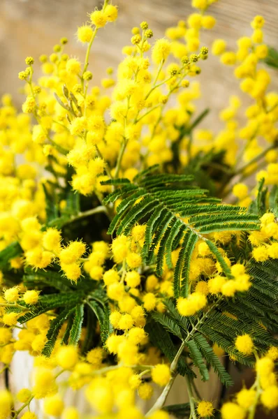 Tempo de primavera, flores mimosa amarelas — Fotografia de Stock