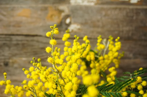 Tempo de primavera, flores mimosa amarelas — Fotografia de Stock