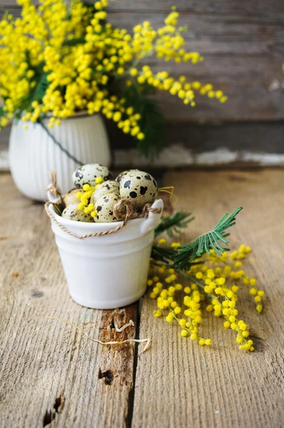 Vår tid, gul mimosa blommor — Stockfoto