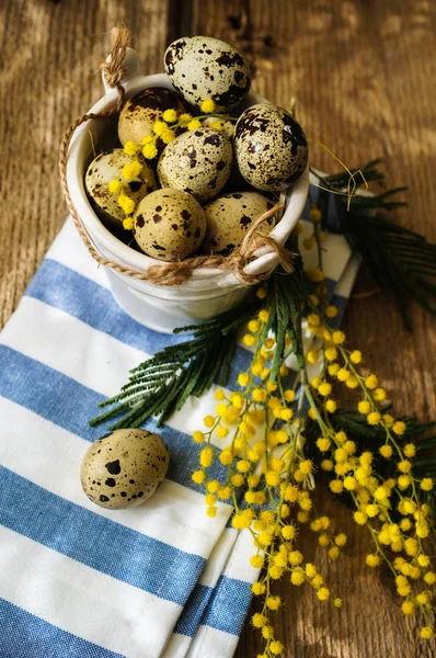 Primavera, fiori di mimosa gialli — Foto Stock