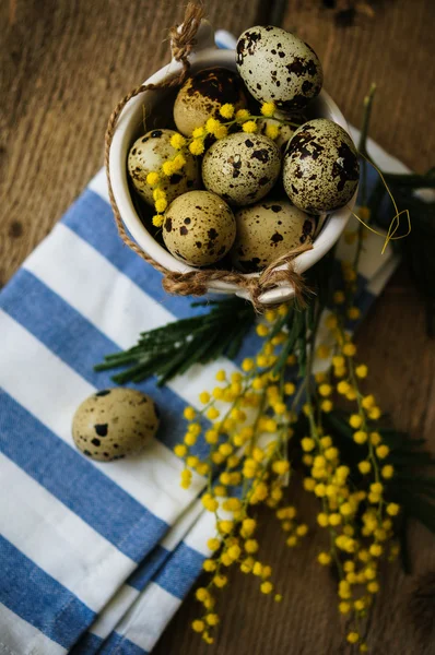 Весна, желтые цветы мимозы — стоковое фото