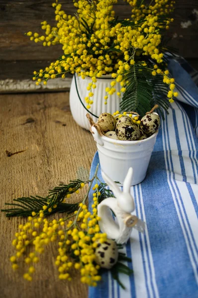 Primavera, flores de mimosa amarillas — Foto de Stock