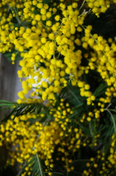 Tempo de primavera, flores mimosa amarelas — Fotografia de Stock