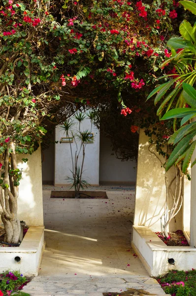 Kvetoucí bougainvillea, — Stock fotografie