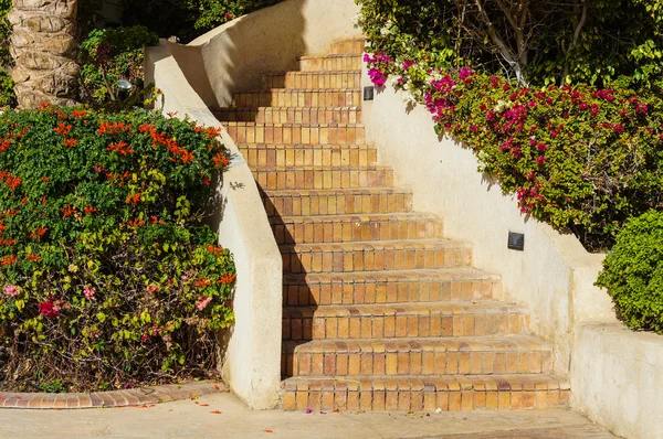 Blühende Bougainvillea — Stockfoto