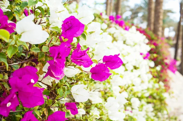 Bougainvillea flowers — Stock Photo, Image