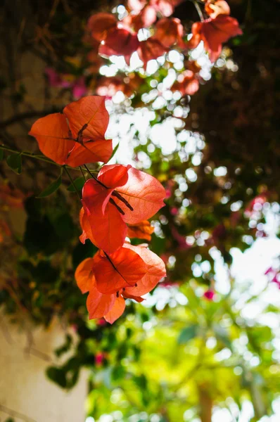 Bougainvillea-Blüten — Stockfoto