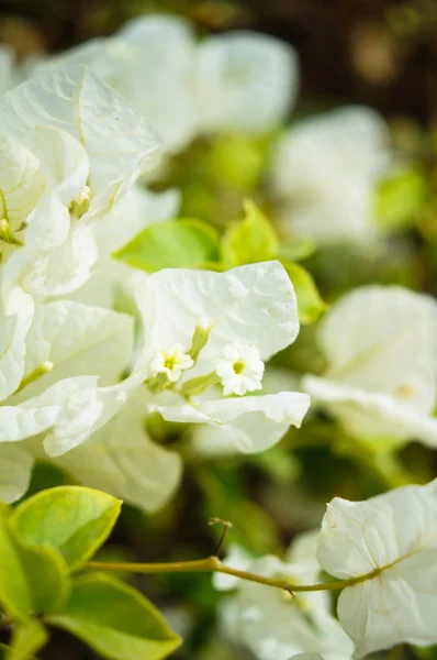 Bougainvillea flowers — Stock Photo, Image