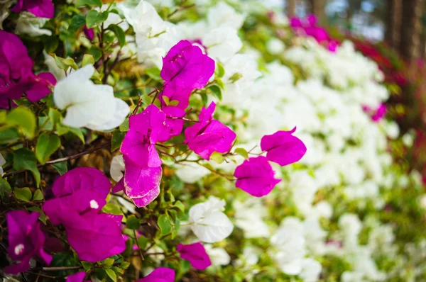 Bougainvillea-Blüten — Stockfoto