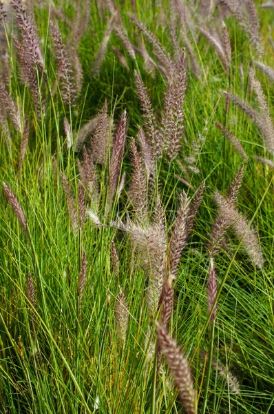 Sommarlandskap — Stockfoto