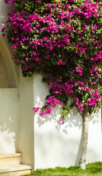 Blooming bougainvillea, — Stock Photo, Image