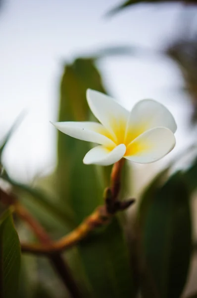 Fehér frangipáni virágok — Stock Fotó