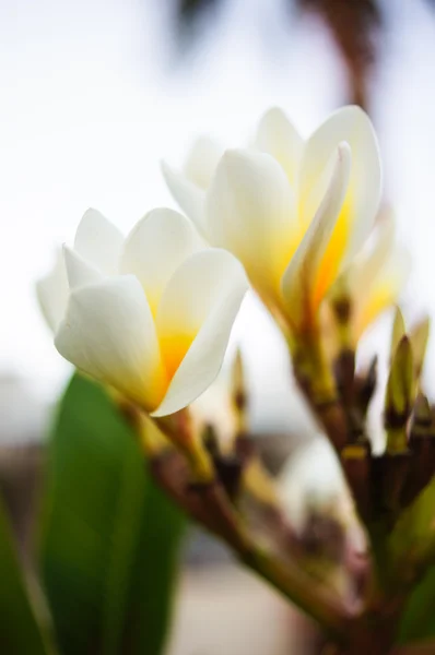 白いプルメリアの花 — ストック写真