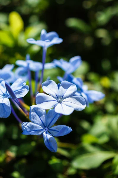 Fiore di leadworth — Foto Stock