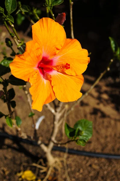 Hibiscus blomma — Stockfoto