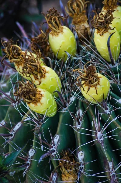 Cactus — Foto Stock