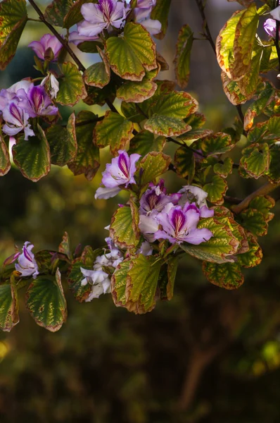 Азалия цветет на дереве — стоковое фото