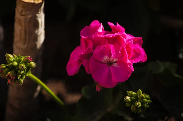 Петунія квіти — стокове фото