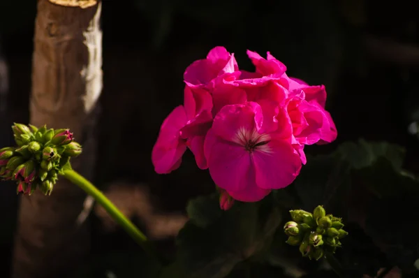 Fleurs de pétunia — Photo