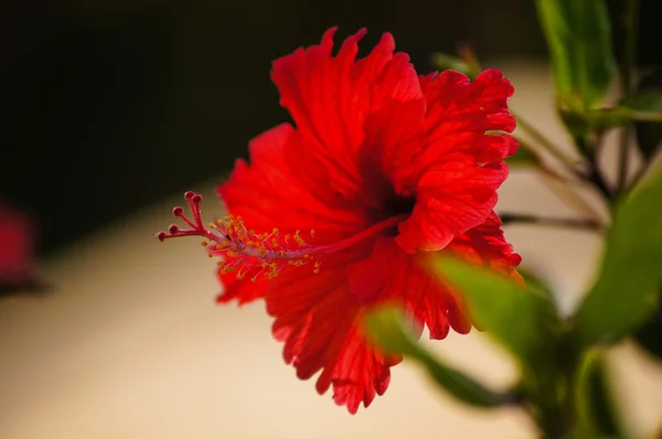 Hibiscus çiçeği — Stok fotoğraf