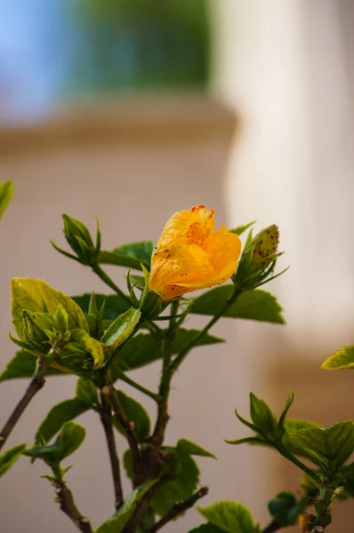 Hibiskusblüte — Stockfoto