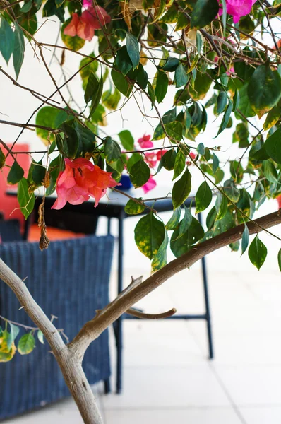 Virágzó bougainvillea, — Stock Fotó