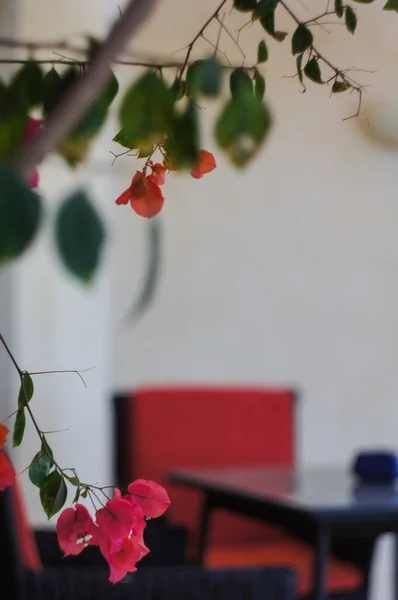 Blooming bougainvillea, — Stock Photo, Image