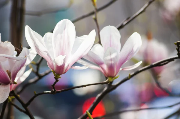 Magnolia bloeien — Stockfoto