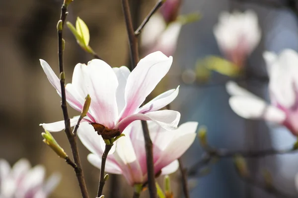 Kwitnących magnolii — Zdjęcie stockowe