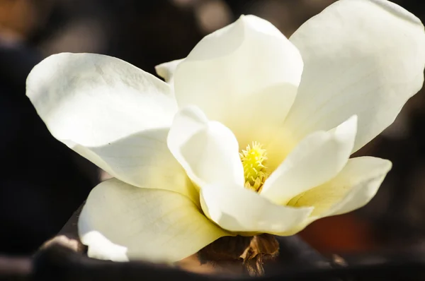 Magnolia som blommar — Stockfoto