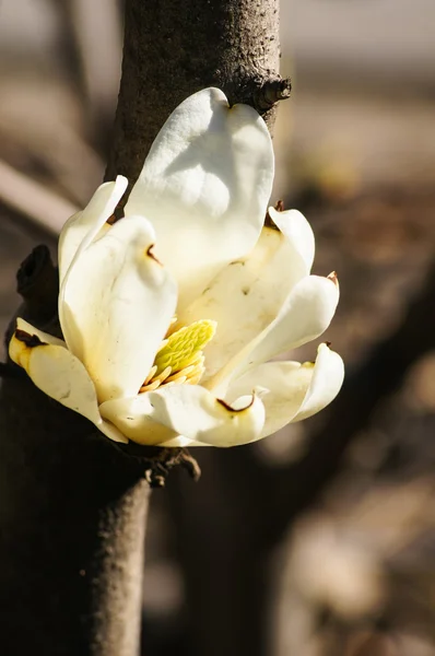 Magnolia virágzó — Stock Fotó