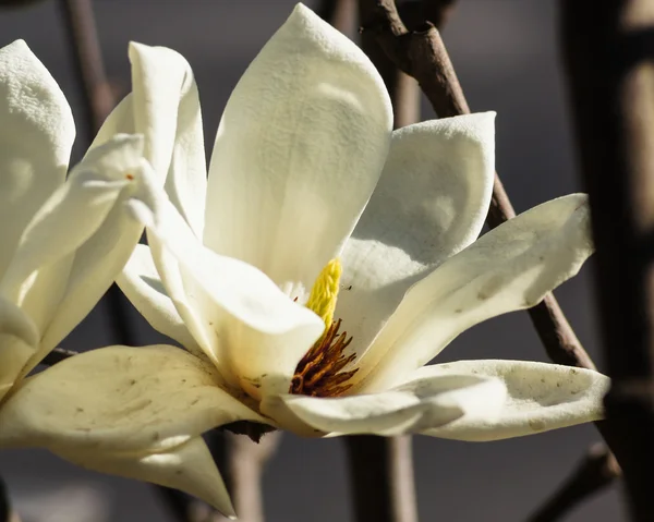 Magnolia ανθοφορία — Φωτογραφία Αρχείου