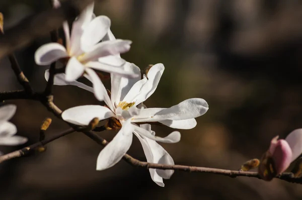 Magnolia floreciendo —  Fotos de Stock