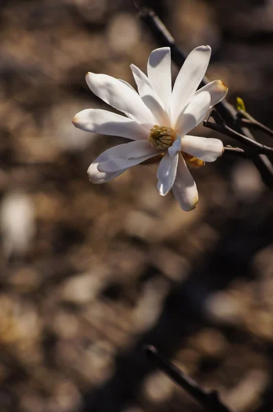 咲くマグノリア — ストック写真