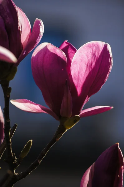 Magnolie blüht — Stockfoto