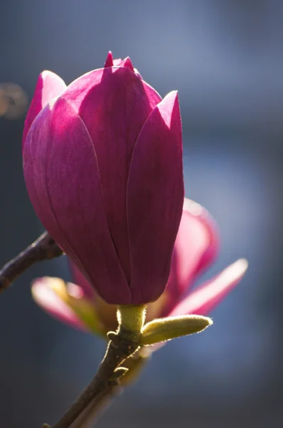 Magnolie blüht — Stockfoto