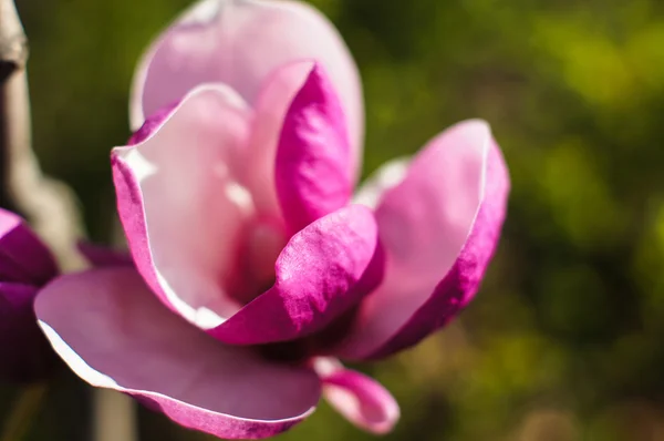 Magnolia floreciendo — Foto de Stock