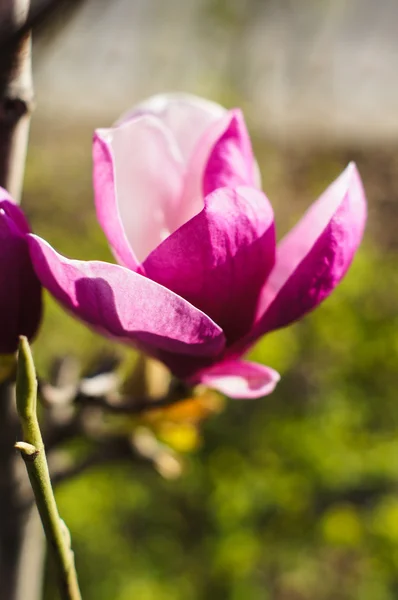 Magnolie blüht — Stockfoto