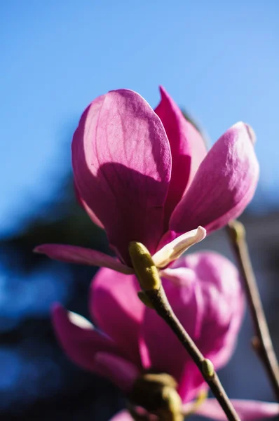 Magnolia som blommar — Stockfoto