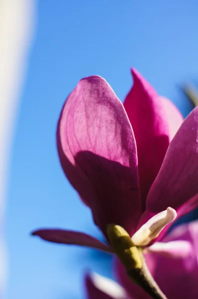 Magnolia som blommar — Stockfoto