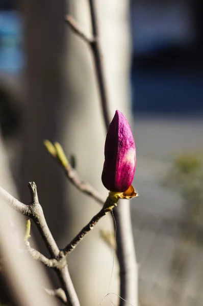 Magnolie blüht — Stockfoto